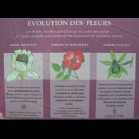 Evolution des fleurs (txt)